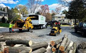 Clifton, NJ  Tree Services Company