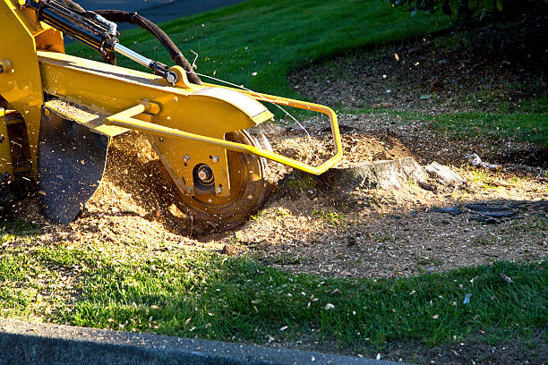 Why Choose Our Tree Removal Services in Clifton, NJ?